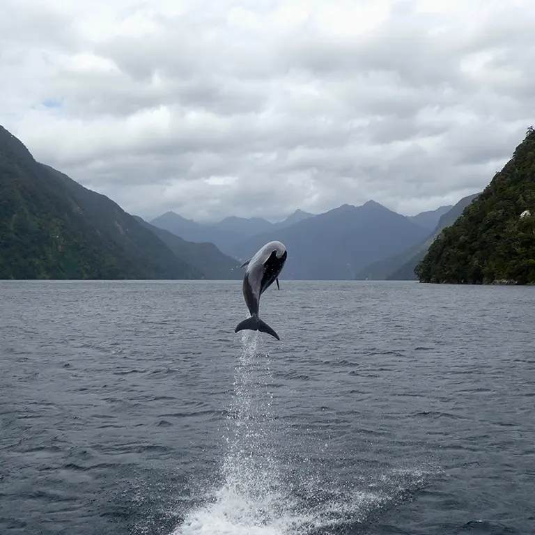 Bottlenose Dolphin leaping out of the waters of Doubtful Sound.